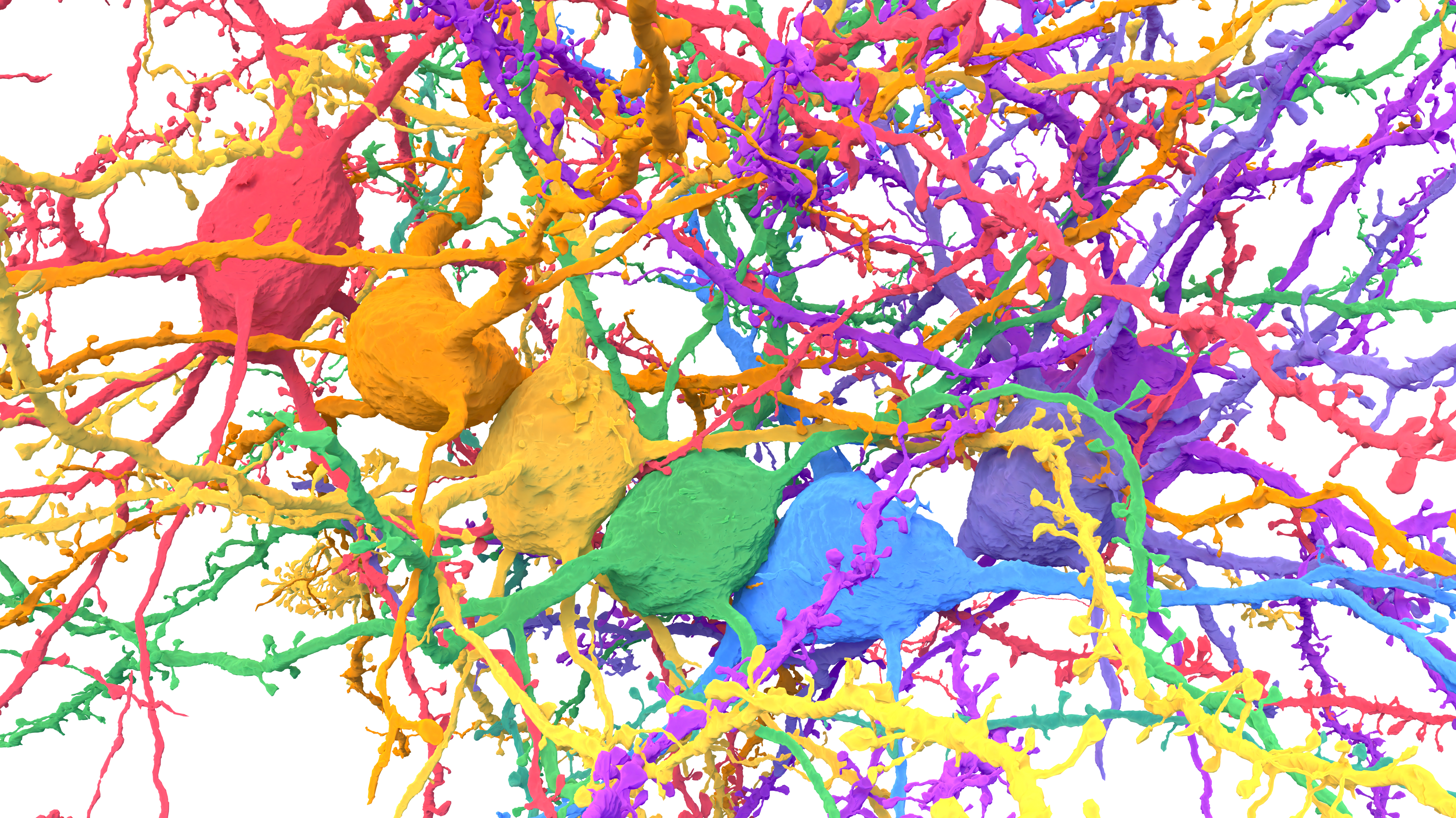 Rainbow neurons